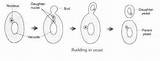 Budding Yeast Diagram Showing Draw Show Brainly Scar sketch template