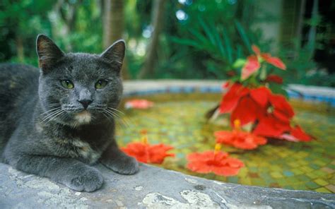 54 Cats At Hemingway Home Survive Hurricane Irma Without A