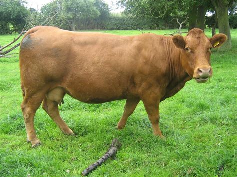 Limousin Cow Breeds Of Livestock Limousin Cattle