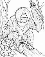 Orangutan Coloring Pages Ape Sits Branch Printable Drawing Orangutans Supercoloring Color Apes Print Kids Clipart Designlooter Books Animals Monkey Animal sketch template