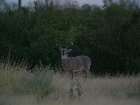 South Texas Deer Hunting Outfitters Affordable Trophy