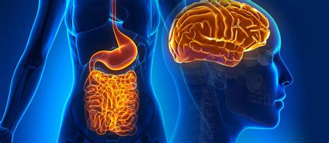 bodys  brain listen   gut metabolic