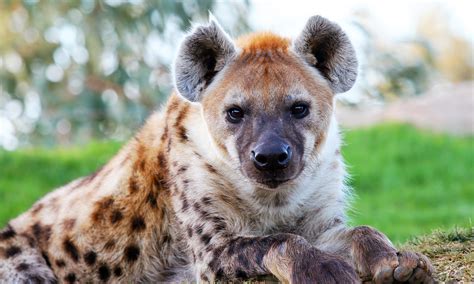 hyenas  wrong  animals  fierce