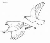 Flying Seagulls Volando Pajaros Pigeons Aliya sketch template