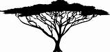 Acacia Arbre Afrika Africain Baum Afrikanische Grassland Afrique Afrikanisch Akazie Clipground Pngwing Bonsai Clipartfest sketch template
