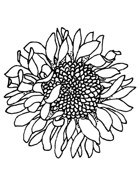 sunflowers withered coloring page  printable coloring pages  kids