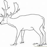 Fallow Buck Coloringpages101 sketch template