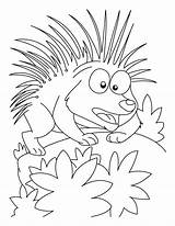 Porcupine Coloring Pages Cartoon Mood Attacking Printable Kids Getcolorings Popular sketch template