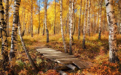 mooie herfst achtergrond  het bos mooie leuke achtergronden voor je bureaublad pc laptop