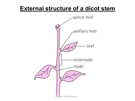 functions    stem tissues