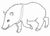 Javelina Peccary Collared sketch template