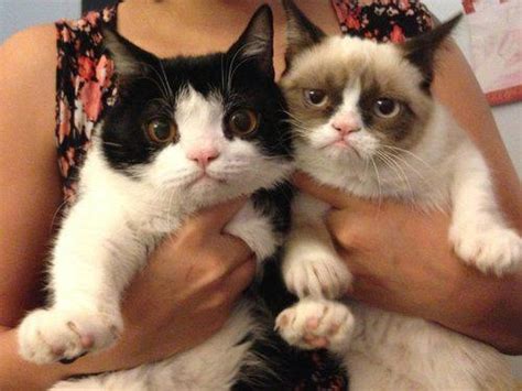 tartar sauce grumpy cat and brother on pinterest
