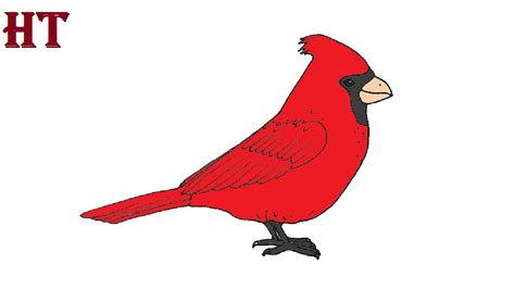 draw  cardinal bird drawing easy  beginners youtube