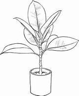 Ficus Benjamini Houseplant Supercoloring Malvorlagen Desenhos Zimmerpflanze Zeichnung Draw Uma Kategorien sketch template
