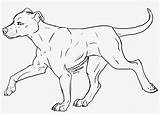 Pitbull Coloring Pages Ted Dane Great Nicepng sketch template