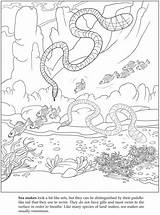 Dover Snake sketch template