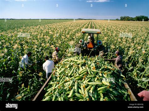 agriculture field workers harvesting sweet corn  tracy