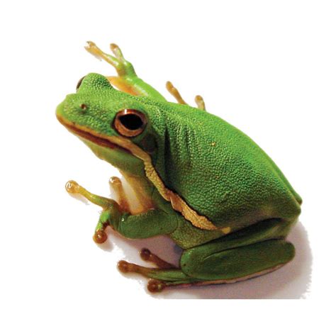 green tree frog petco