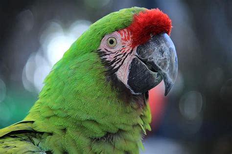 parrot macaw red amazon ave bird tropical bird animal jungle nature exotic bird pikist