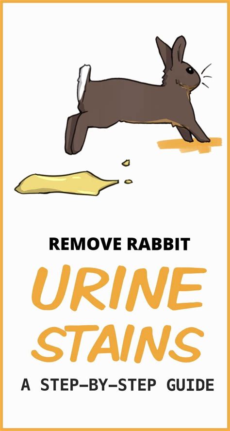 clean rabbit urine carpet hardwood plastic couch