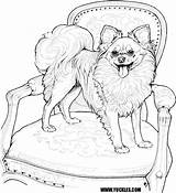 Coloring Pomeranian Dog Pages Choose Board sketch template