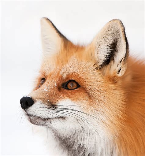 intent eyes  judylynn malloch  flickr fox pet fox cute fox