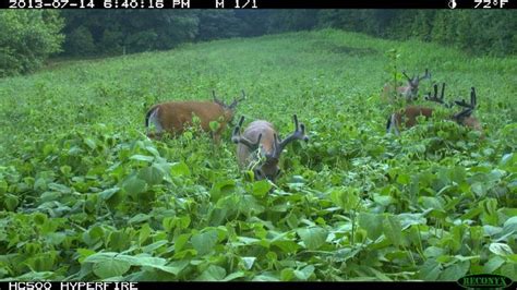 Bucks In Lablab Food Plot Food Plots For Deer Food Plot Whitetail