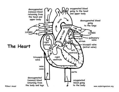 human heart coloring pages  references  coloring