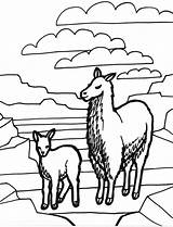 Llama Colorat Planse Desene источник Animalstown sketch template