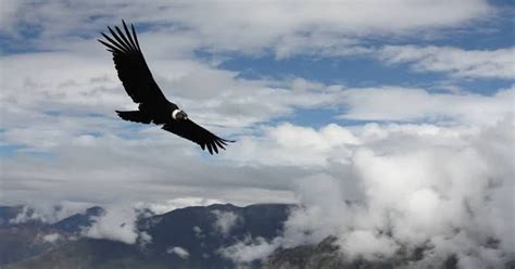 worlds largest soaring bird  fly  miles  flapping  wings