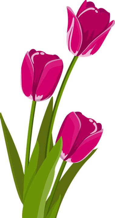tulip bunga bunga merah muda gambar vektor gratis  pixabay