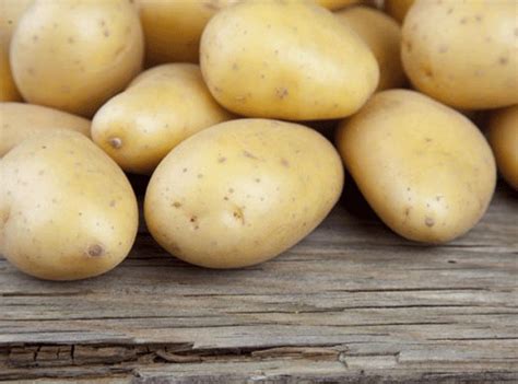 improved potato season bounces greenvale owner   profit news