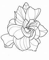 Drawings Gardenia Tatuaje Milkweed Swamp sketch template