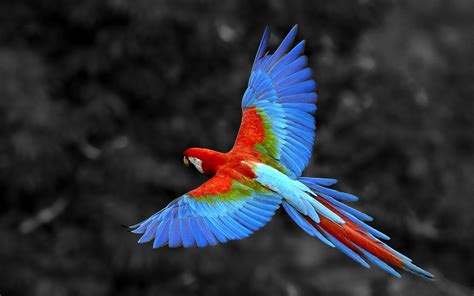 nature animals birds parrot selective coloring macaws wallpapers