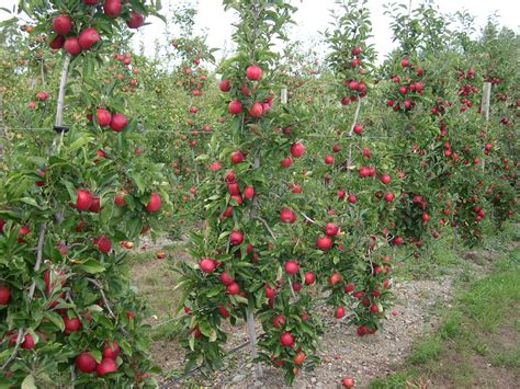 apple trees produced  waimea nurseries   varieties classic