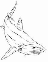 Shark Coloring Sharks sketch template