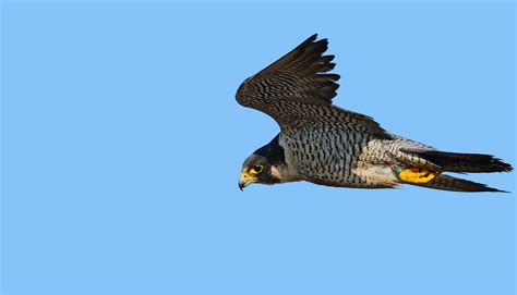 peregrine corporation flying   future