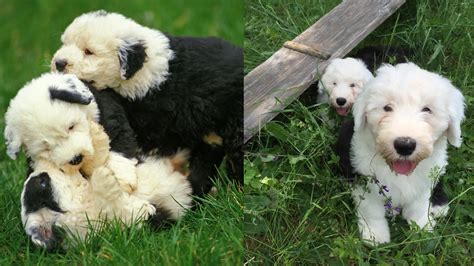 english sheepdog pregnancy   expect quantarum pets