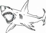 Shark Coloring Thresher Pages Hammerhead Getdrawings Getcolorings Printable sketch template