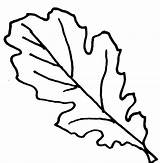 Coloring Leaf Leaves Oak Clipart Pages Fall Drawing Outline Template Clip Cliparts Kindergarten Tree Library Clipartpanda Acorn Wikiclipart Print Getdrawings sketch template