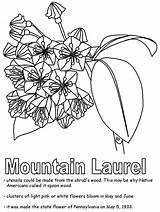 Laurel Mountain Coloring Pennsylvania Flower Connecticut Symbols Sketch State Penn William Geography Pages Pa States Lapbook United Template Go History sketch template