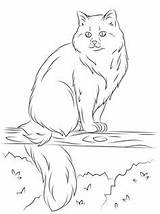 Coloring Cat Pages Ragdoll Cats Tree Printable Siberian Drawing Sits Himalayan Supercoloring Color Ferret Footed Kids Select Category Getdrawings Animals sketch template