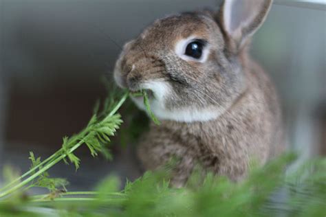 feed  pet rabbit rabbit diet