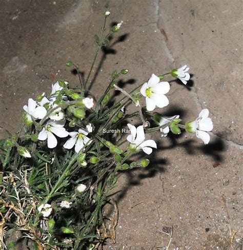 minuartia kashmirica eflora  india