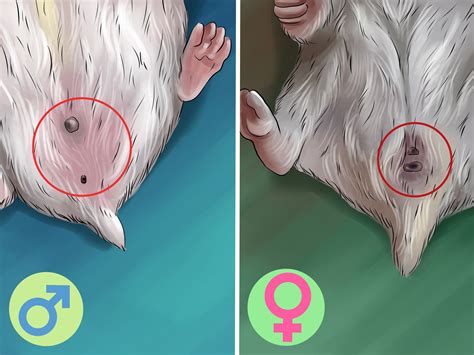 3 formas de determinar o sexo do seu hamster wikihow