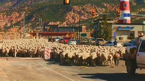 massive flock of sheep cause hilarious traffic jam in utah