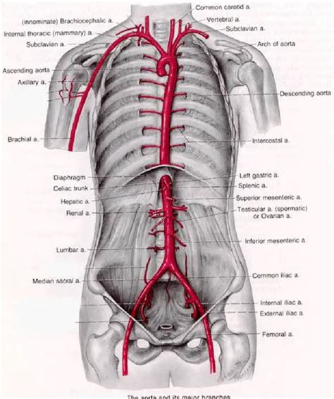 pictures  abdominal aorta