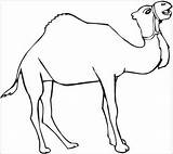 Camel Clipartmag Disimpan Colornimbus sketch template
