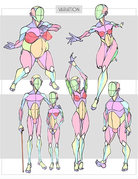 simplified anatomy variations  sycra  deviantart