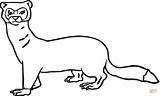 Weasel Coloring Pages Ferret Color Stoat Drawing Clipartpanda Clipart Printable Mountain Silhouettes Adult Weasels Colorings sketch template